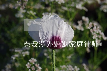 泰安涉外婚姻家庭律师 泰安涉外婚姻家庭律师