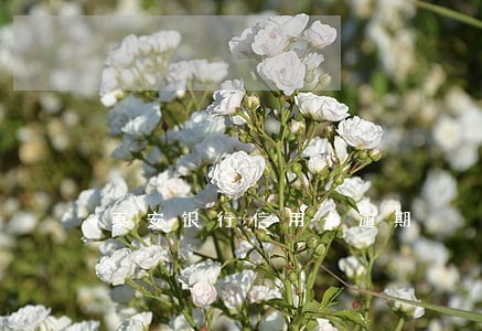 泰安银行信用卡逾期 泰安银行信用卡逾期
