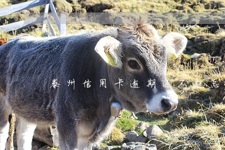 泰州信用卡逾期还不起怎么办 泰州信用卡逾期还不起怎么办