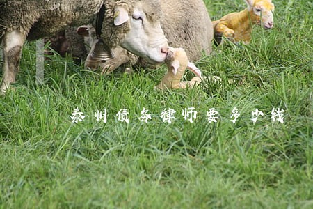 泰州债务律师要多少钱 泰州债务律师要多少钱