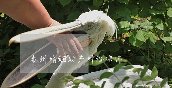 泰州婚姻财产纠纷律师 泰州婚姻财产纠纷律师
