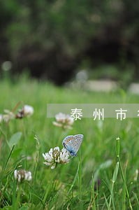 泰州市律师证怎么查询 泰州市律师证怎么查询