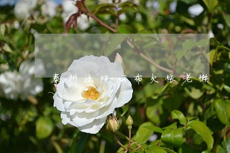 泰州法院公布欠帐老懒 泰州法院公布欠帐老懒