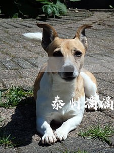 泰州滴滴违法吗
