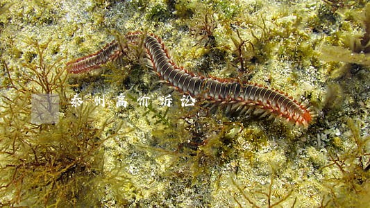 泰州高价诉讼
