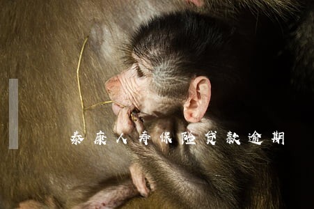 泰康人寿保险贷款逾期 泰康人寿保险贷款逾期