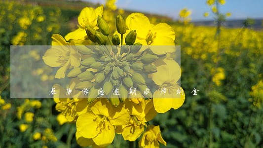 泰康保险逾期收滞纳金 泰康保险逾期收滞纳金