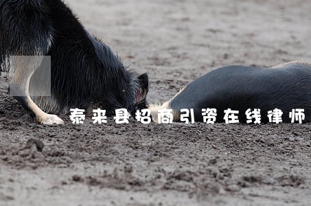 泰来县招商引资在线律师 泰来县招商引资在线律师
