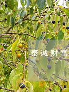 泰诚财富有没有逾期 泰诚财富有没有逾期