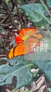 泰隆金融控股逾期 泰隆金融控股逾期