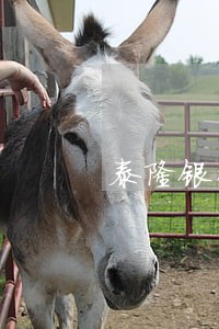 泰隆银行贷款逾期2天