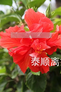 泰顺离婚律师哪个最好 泰顺离婚律师哪个最好