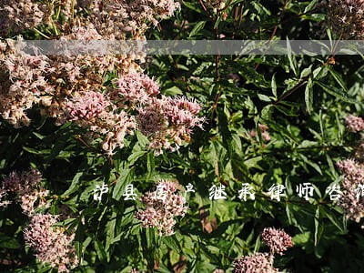 泸县房产继承律师咨询 泸县房产继承律师咨询