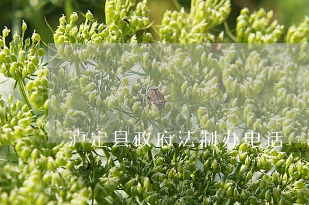 泸定县政府法制办电话 泸定县政府法制办电话