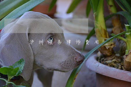 泸州债务律师费用 泸州债务律师费用