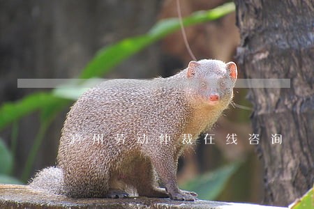 泸州劳动仲裁在线咨询 泸州劳动仲裁在线咨询