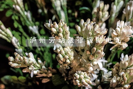 泸州劳动法律援助电话 泸州劳动法律援助电话