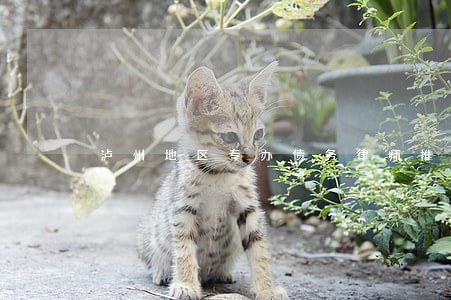 泸州地区专办债务律师推荐 泸州地区专办债务律师推荐