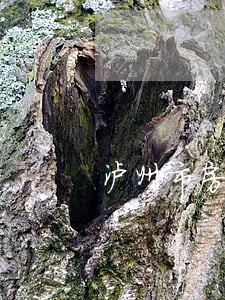 泸州市房地产律师排名