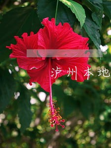 泸州本地刑事案件律师推荐 泸州本地刑事案件律师推荐