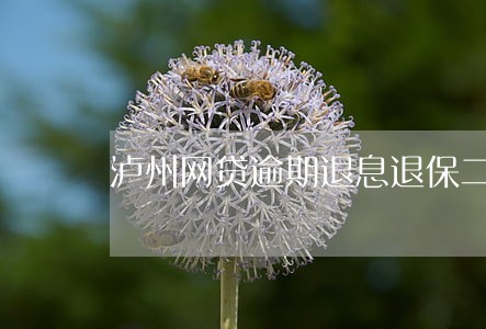 泸州网贷逾期退息退保二次分期 泸州网贷逾期退息退保二次分期