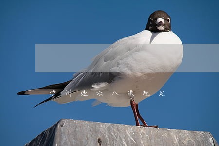 泸州违法八项规定 泸州违法八项规定