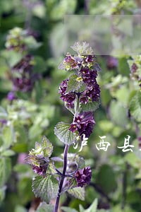 泸西县人民法院诉讼资产拍卖公告 泸西县人民法院诉讼资产拍卖公告