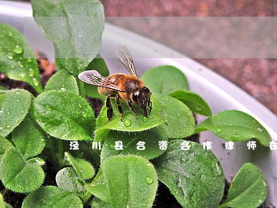 泾川县合资合作律师在线免费咨询