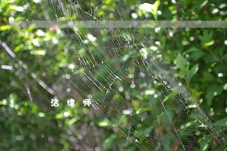 洁律师 洁律师