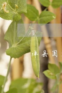 洋县国家赔偿在线律师 洋县国家赔偿在线律师