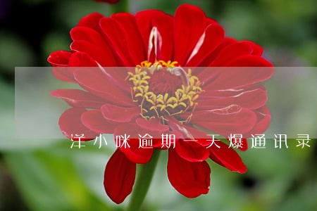 洋小咪逾期一天爆通讯录吗 洋小咪逾期一天爆通讯录吗