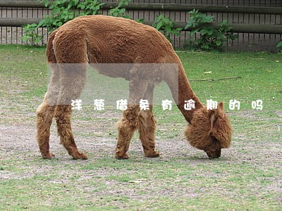 洋葱借条有逾期的吗