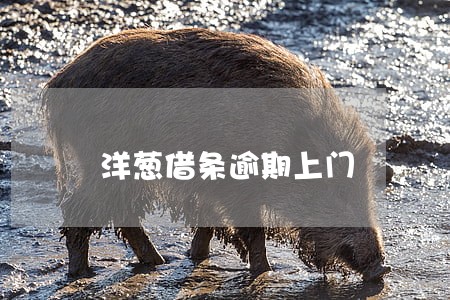 洋葱借条逾期上门 洋葱借条逾期上门
