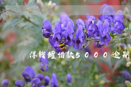 洋钱罐借款5000逾期3年 洋钱罐借款5000逾期3年