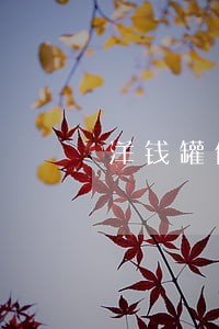 洋钱罐借款逾期一天 洋钱罐借款逾期一天