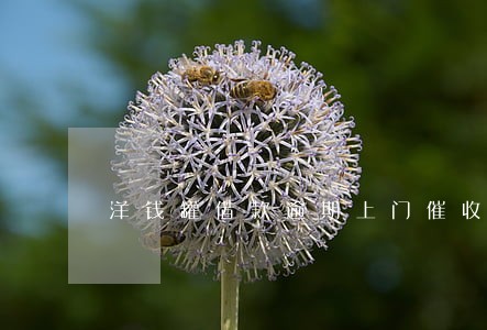 洋钱罐借款逾期上门催收吗 洋钱罐借款逾期上门催收吗