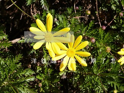 洋钱罐借款逾期了怎么办 洋钱罐借款逾期了怎么办