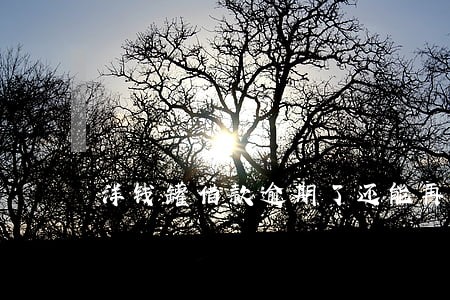 洋钱罐借款逾期了还能再借吗
