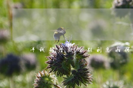 洋钱罐借款逾期利息如何计算 洋钱罐借款逾期利息如何计算