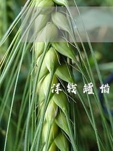 洋钱罐借款逾期名单 洋钱罐借款逾期名单