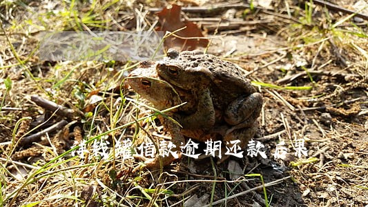 洋钱罐借款逾期还款后果 洋钱罐借款逾期还款后果