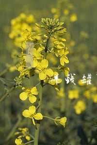 洋钱罐可以协商只还本金嘛