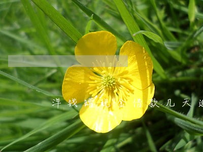 洋钱罐现金借款几天逾期