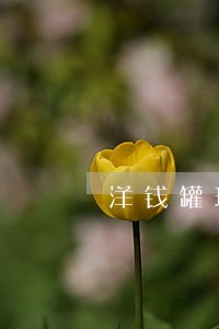 洋钱罐现金借款没有逾期 洋钱罐现金借款没有逾期