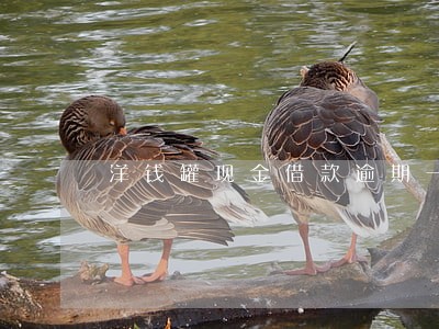 洋钱罐现金借款逾期一年未还款 洋钱罐现金借款逾期一年未还款