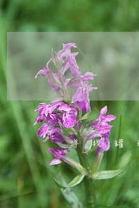 洋钱罐现金借款逾期上芝麻信用 洋钱罐现金借款逾期上芝麻信用