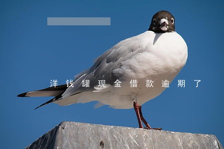 洋钱罐现金借款逾期了