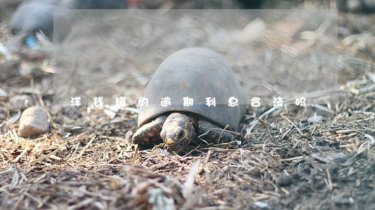 洋钱罐的逾期利息合法吗 洋钱罐的逾期利息合法吗