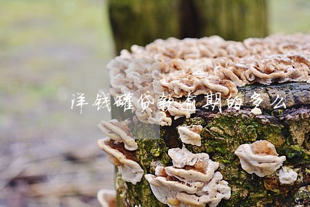 洋钱罐贷款逾期的多么 洋钱罐贷款逾期的多么