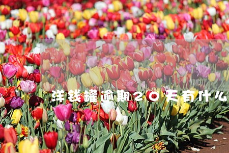 洋钱罐逾期20天有什么后果 洋钱罐逾期20天有什么后果